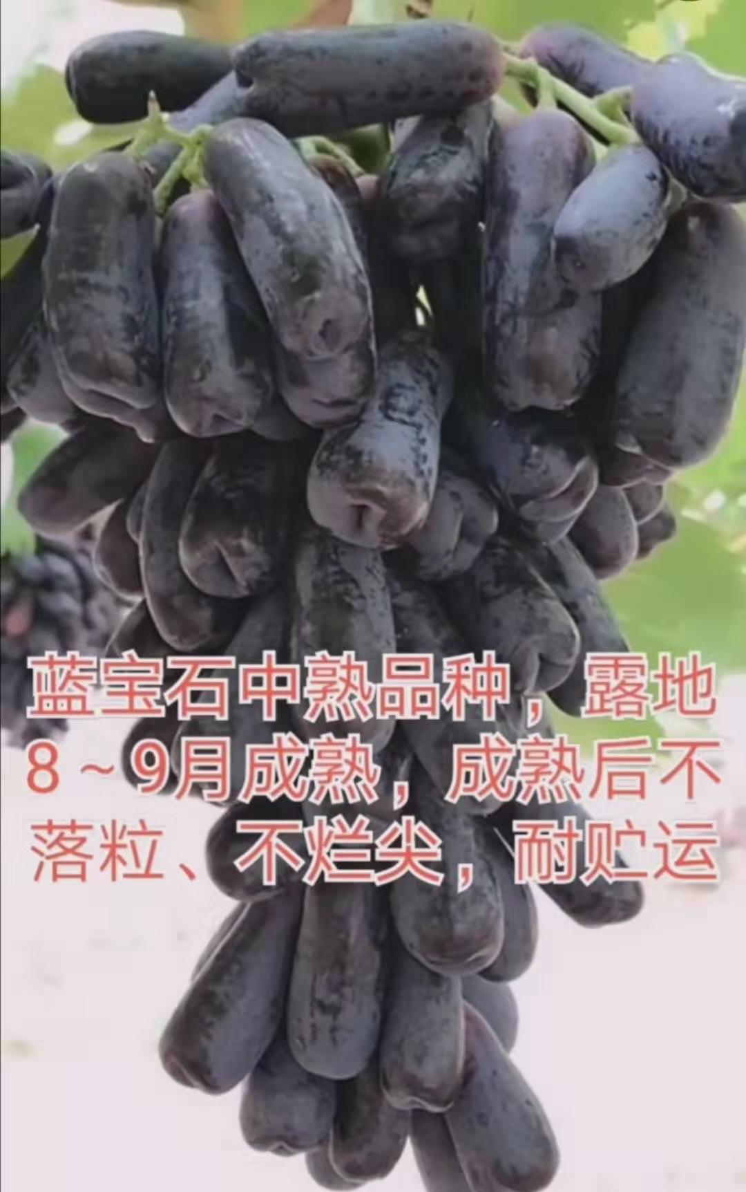 甜蜜蓝宝石葡萄苗价格-出售1-2公分优质葡萄苗