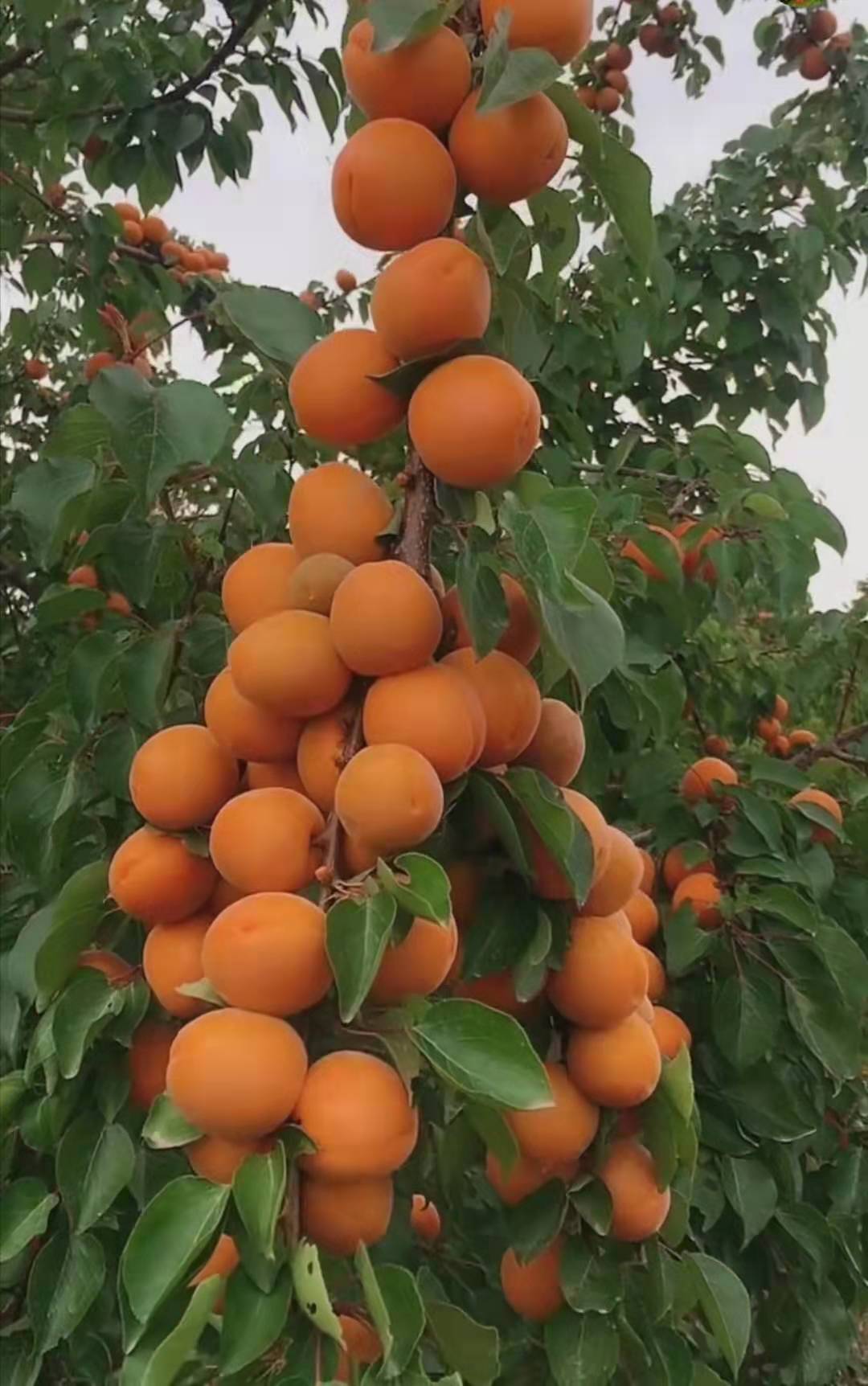 德州凯特杏树苗规格珍珠油杏