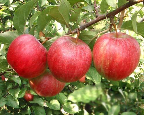 鲁丽 烟富8号苹果苗价格-供应1-2公分的优质苹果苗