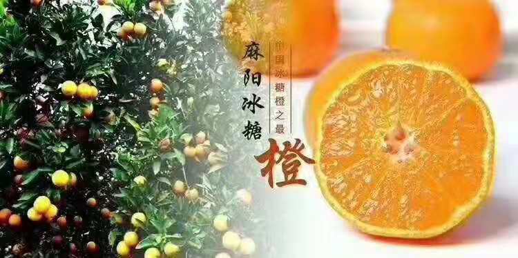 麻阳冰糖橙销售