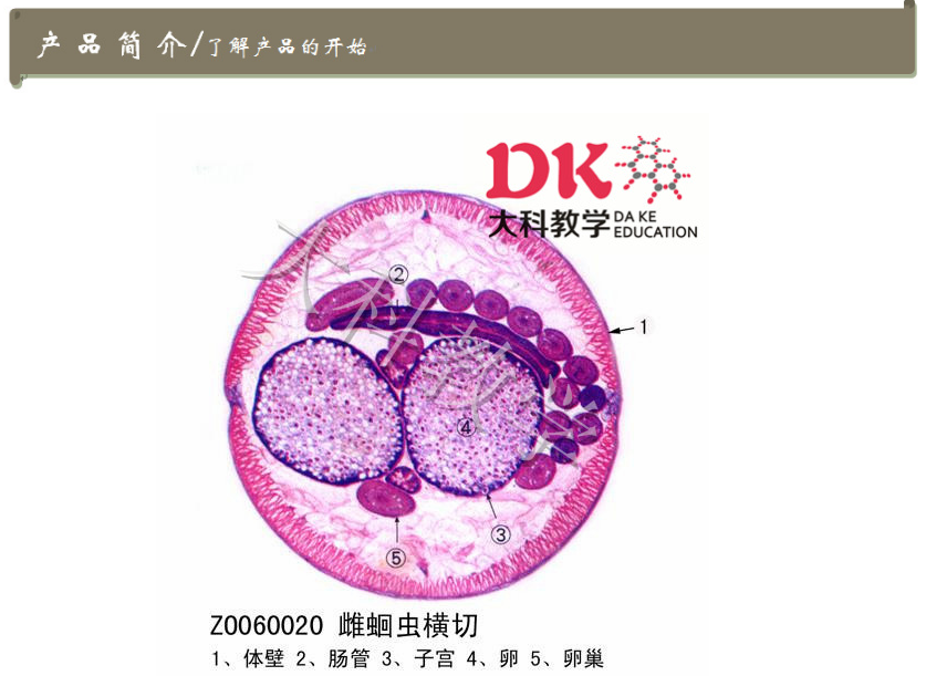 蛔虫切片厂家货源生物显微玻片高品质生物切片标本