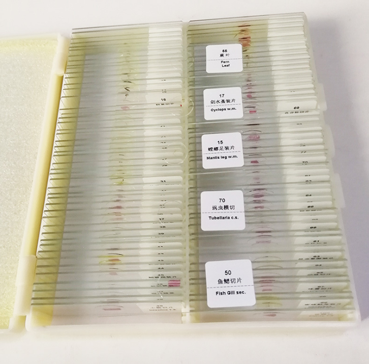 蕨叶 厂家货源直销 显微镜标本切片 生物切片