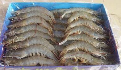 中國冷凍蝦進口清關報關需要的資料