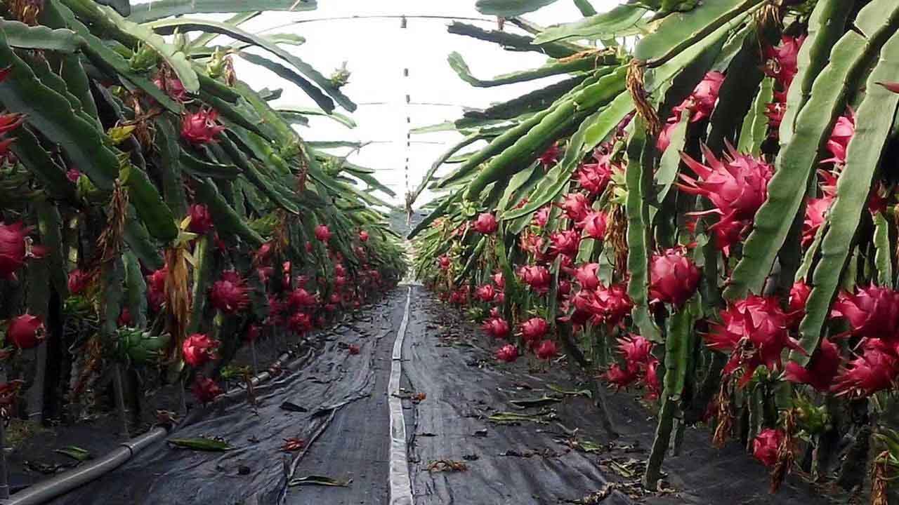 江门火龙果幼苗 欢迎来电 广州市增城大乡里果树种植供应