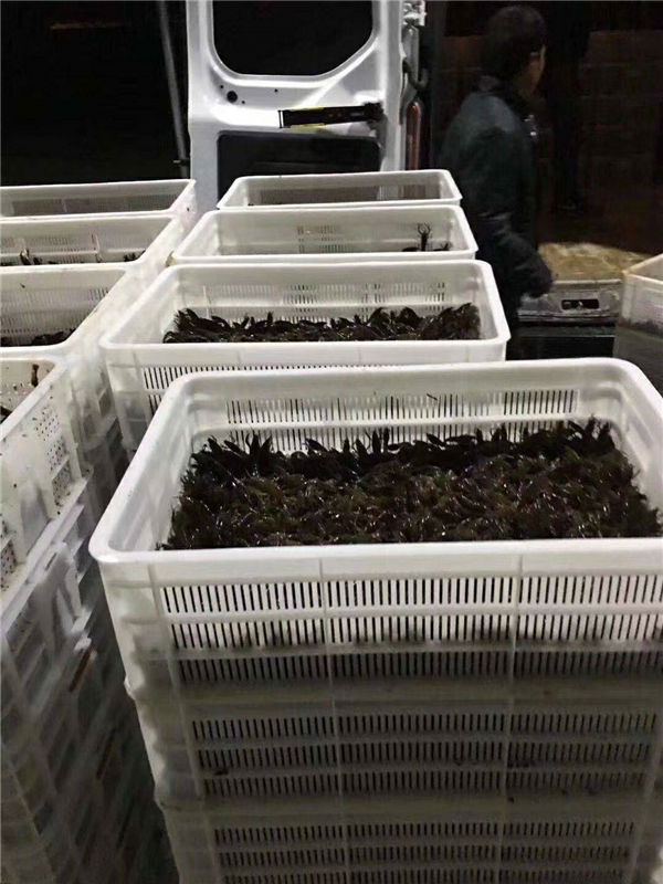 四川龙虾养殖基地 龙虾养殖一亩投资成本 小龙虾怎么做好吃