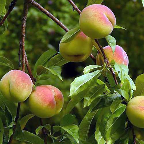 桃树苗新品种——罗切斯特