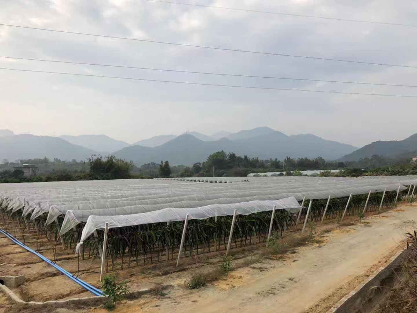 红心火龙果苗供应 欢迎来电 广州市增城大乡里果树种植供应