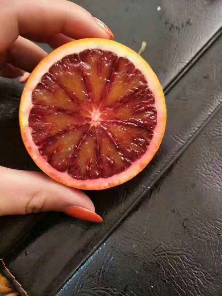 麻阳血橙销售