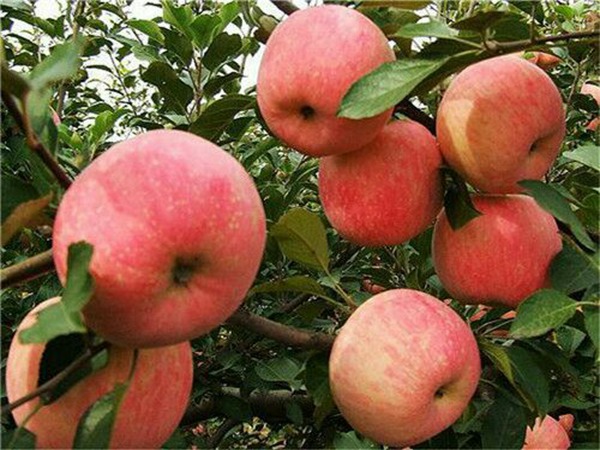 苹果苗该如何修剪？