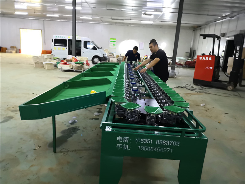 中国台湾蜜枣选果机生产厂家 上门安装