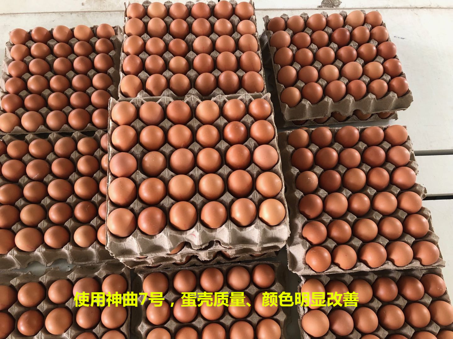 蛋鸡发酵饲料|神曲7号|蛋鸡使用发酵料的效果