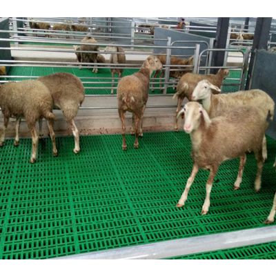 天仕利羊用塑料漏粪板 羊用塑料高架床 塑料羊床价格