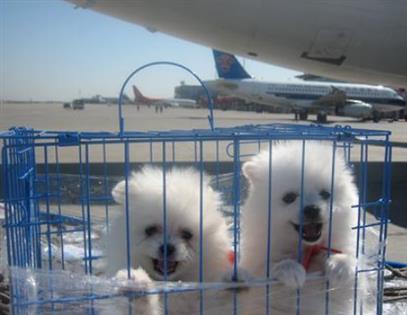 萧山机场航空托运 宠物托运物流注意事项