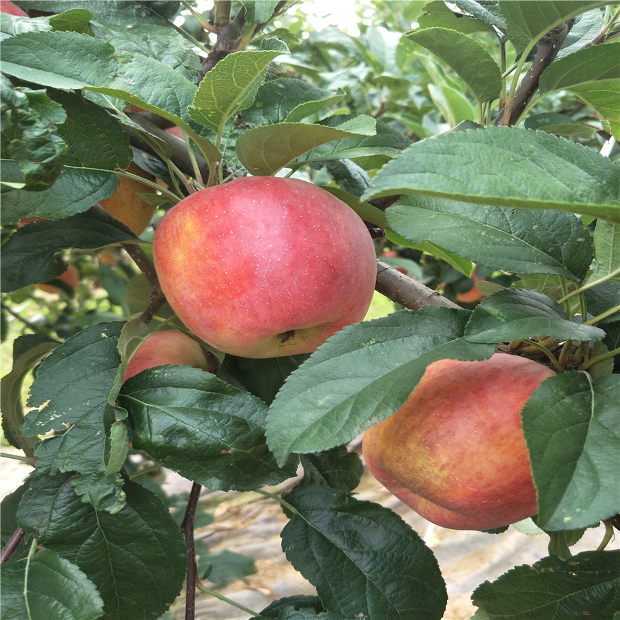 矮化苹果苗嫁接方法-矮化苹果苗供应商