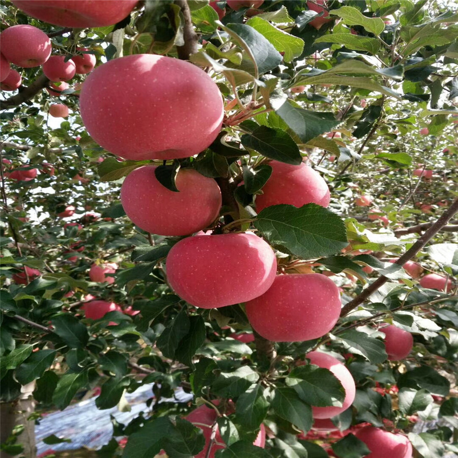 矮化苹果苗栽种的方法-早熟苹果苗新品种