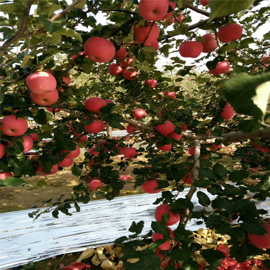 苹果苗新品种施肥方法和排水对苹果苗的影响