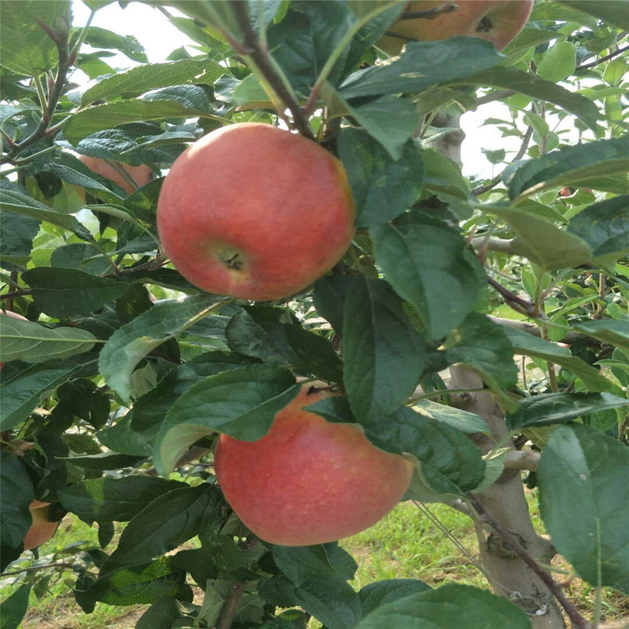 苹果苗的施肥管理