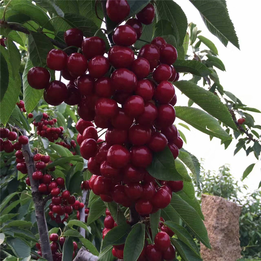 黑珍珠樱桃树苗基地供应-苗木多少钱一棵