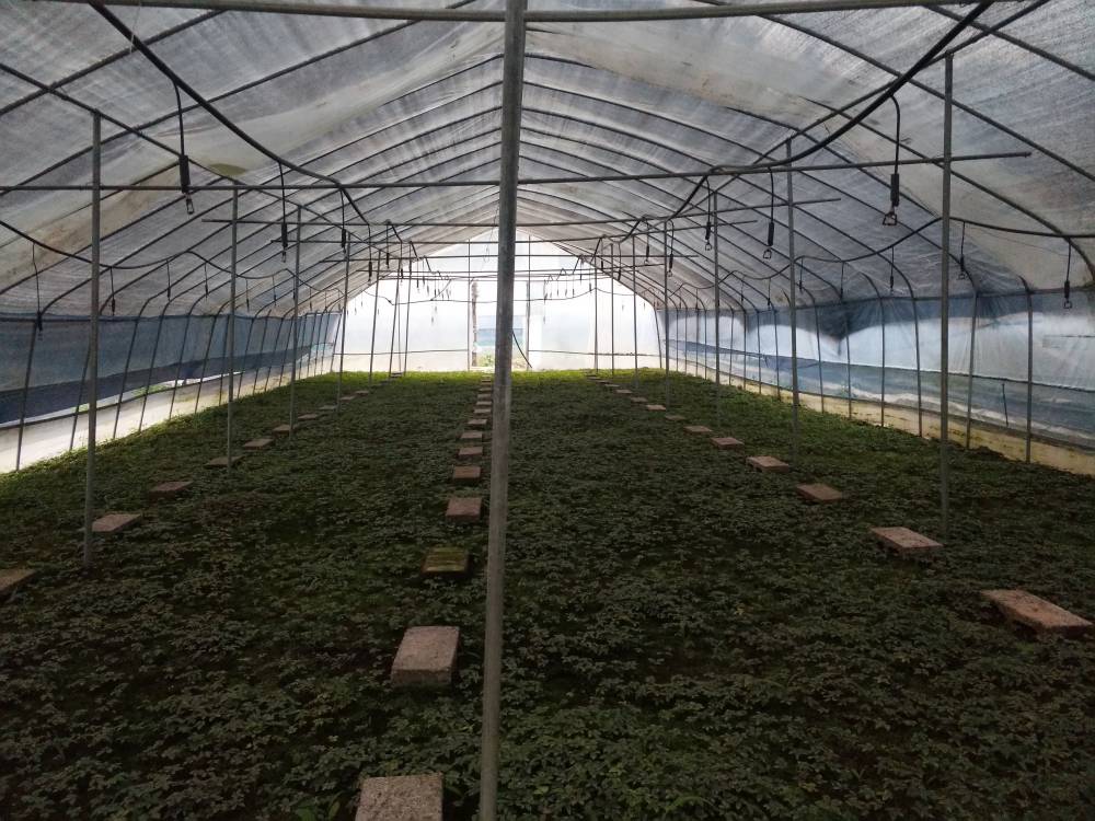 湖北武汉青山竹节参价格市场重楼白芨种苗基地种植什么品种赚钱