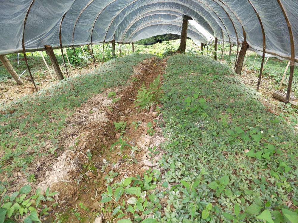 江西上饶玉山竹节参种植基地重楼白芨种苗基地药材种植项目