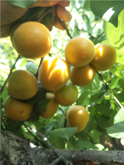 新品种杏树苗种植培育方法-成优农业