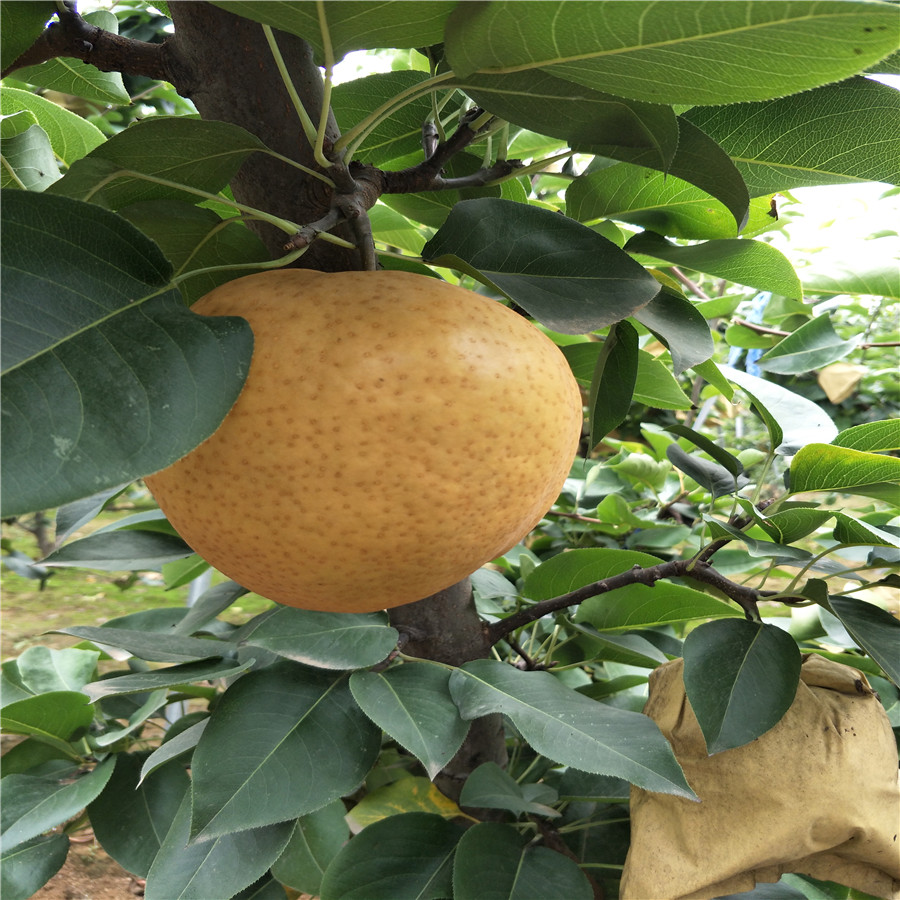 春季梨树苗种植施肥湿度要求