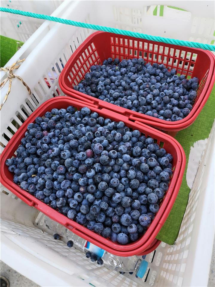 蓝莓基地用蓝莓选果机