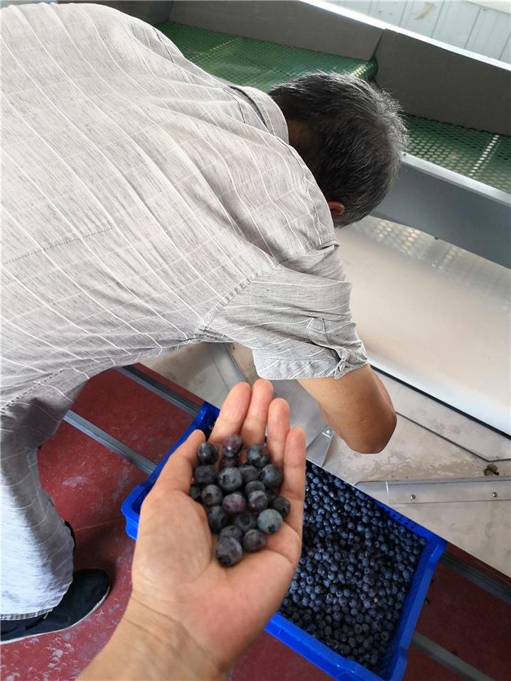 普洱蓝莓选果机