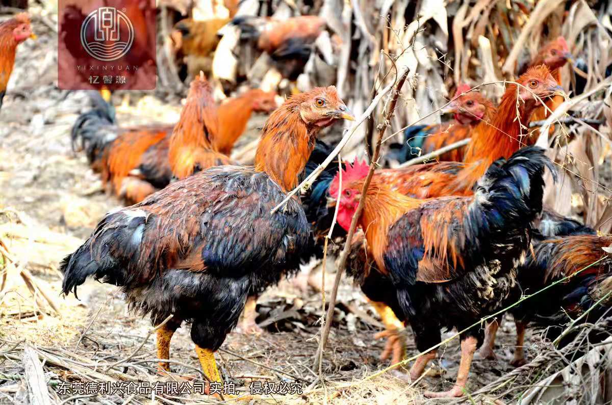 深圳石井放养的原生态土鸡走地鸡那里有卖 多少钱一斤怎么联系