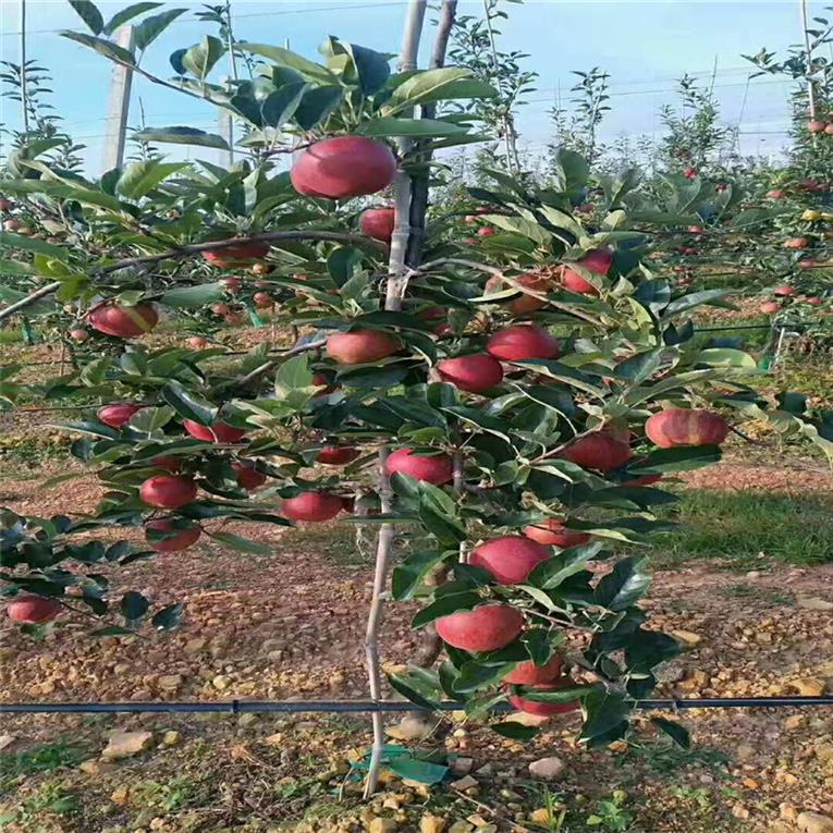 专业的苹果树苗几月份种植好 鲁丽苹果树苗 产量高易管理