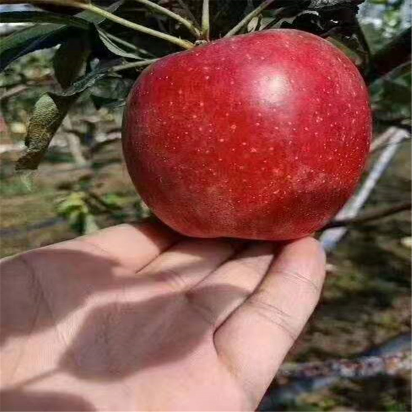长春5公分苹果树苗批发价格 鲁丽苹果树苗 产地直销