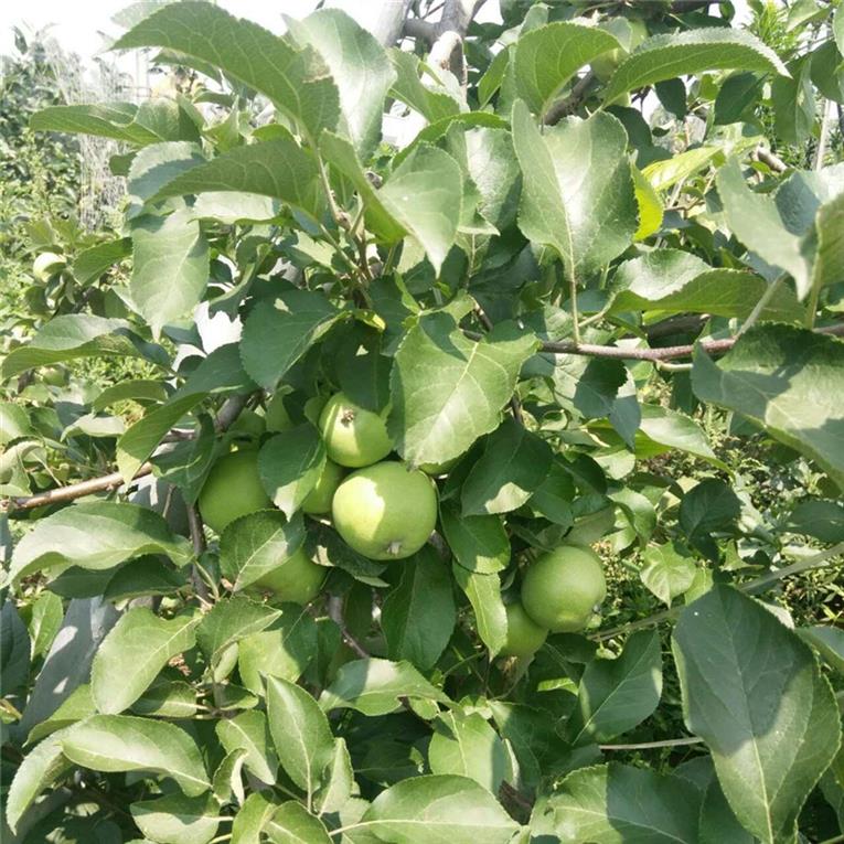 武汉供应苹果树苗批发价格 鲁丽苹果树苗 产量高易管理