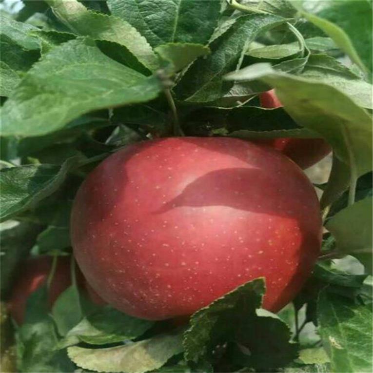 武汉销售苹果树苗批发 鲁丽苹果树苗 早熟鲁丽