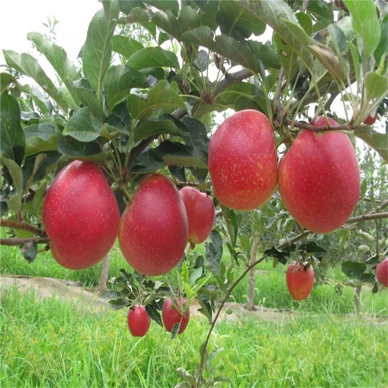北京2020年新品种苹果树苗批发 鲁丽苹果树苗 免费提供技术指导