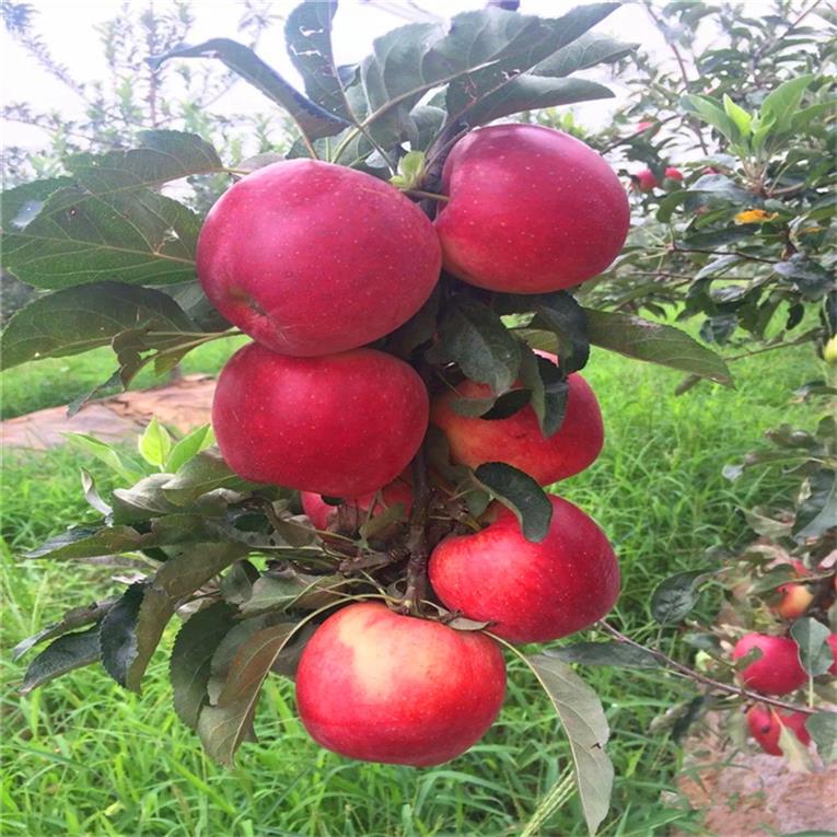 上海1公分苹果树苗批发 鲁丽苹果树苗 品种纯价格低