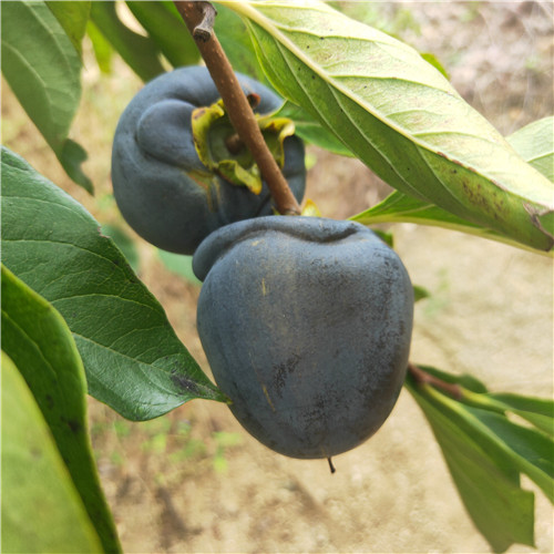 2020年富平尖柿子苗价格,富平尖柿子苗基地价格