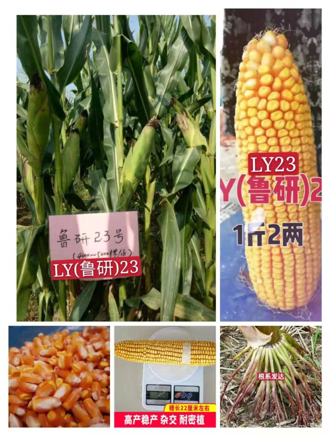 玉米种LY23矮杆大棒高产抗病抗倒轴细粒深活秆成熟
