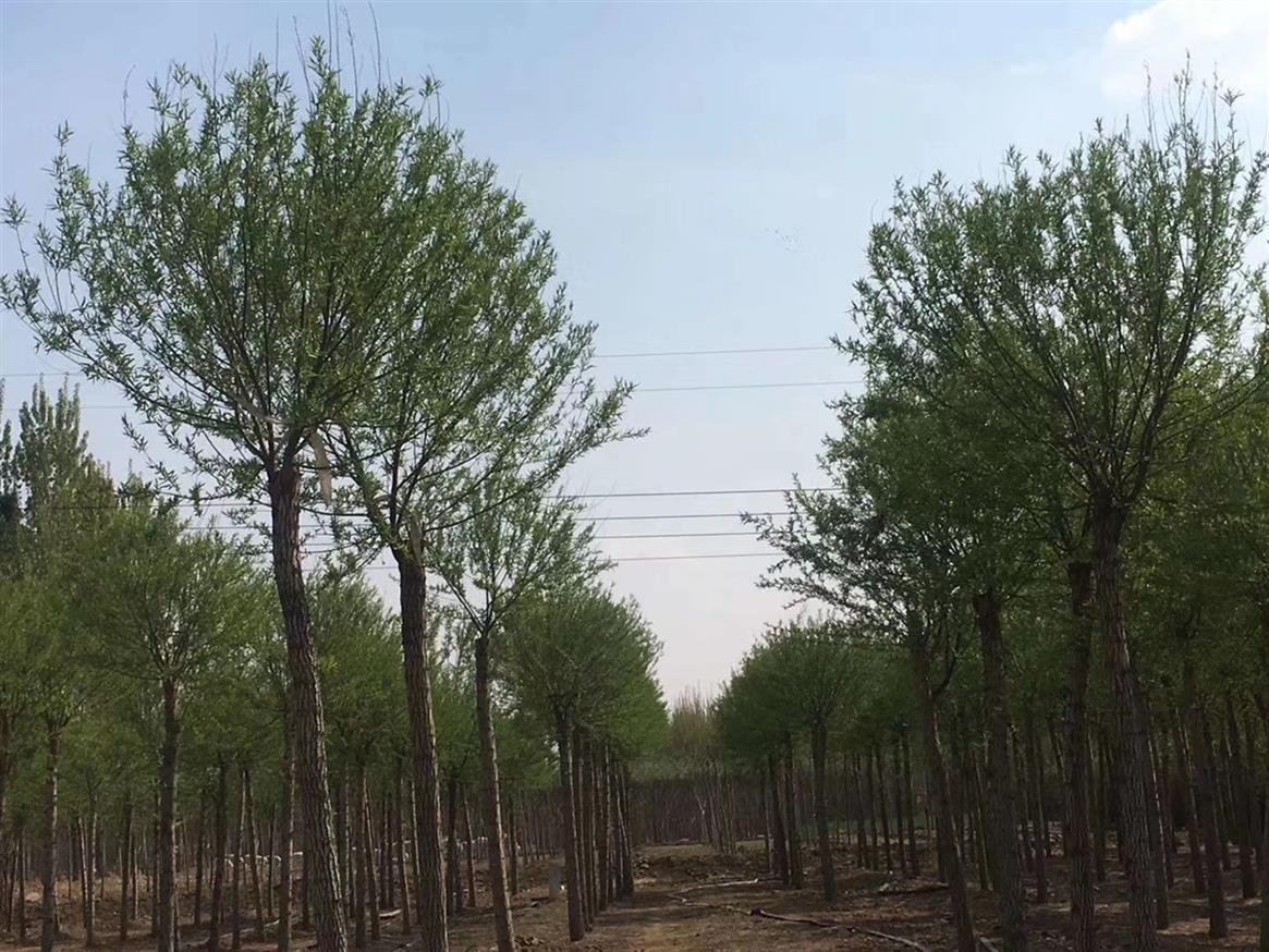 呼伦贝尔15公分馒头柳馒头柳厂家