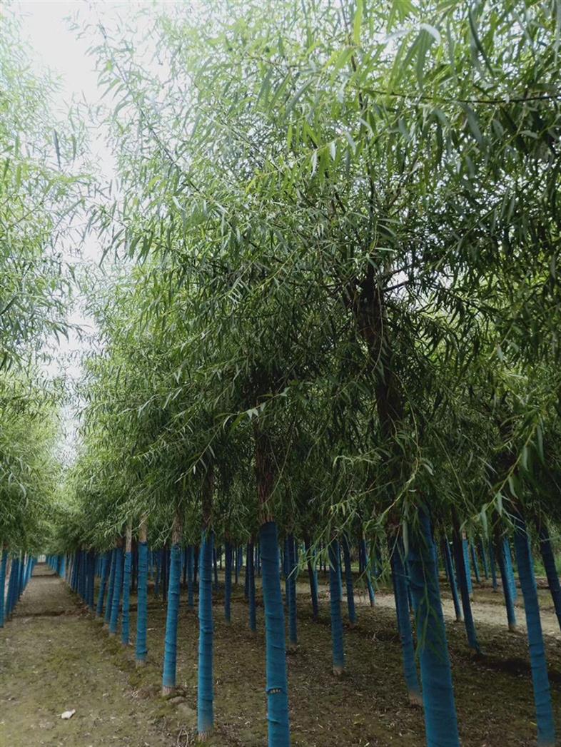 10公分馒头柳馒头柳基地