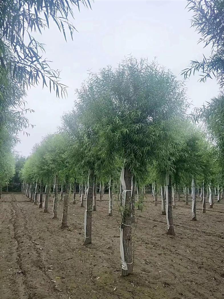 呼伦贝尔15公分馒头柳馒头柳厂家