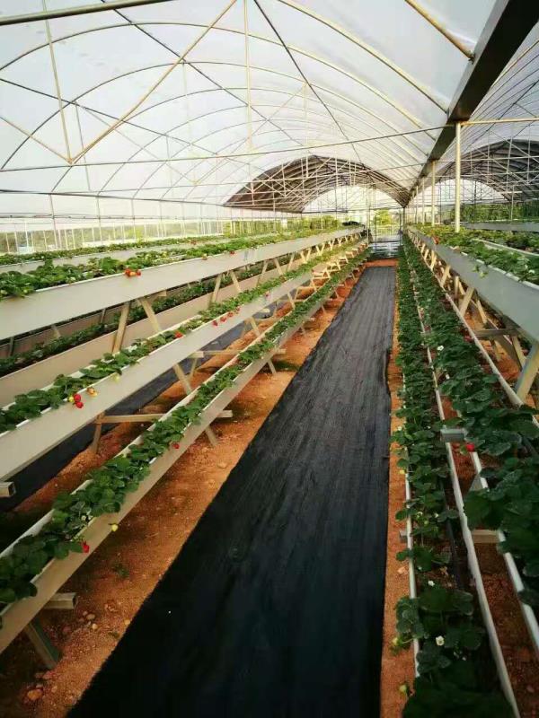 供应江苏草莓温室建设|江苏花卉温室建设|江苏无土栽培种植