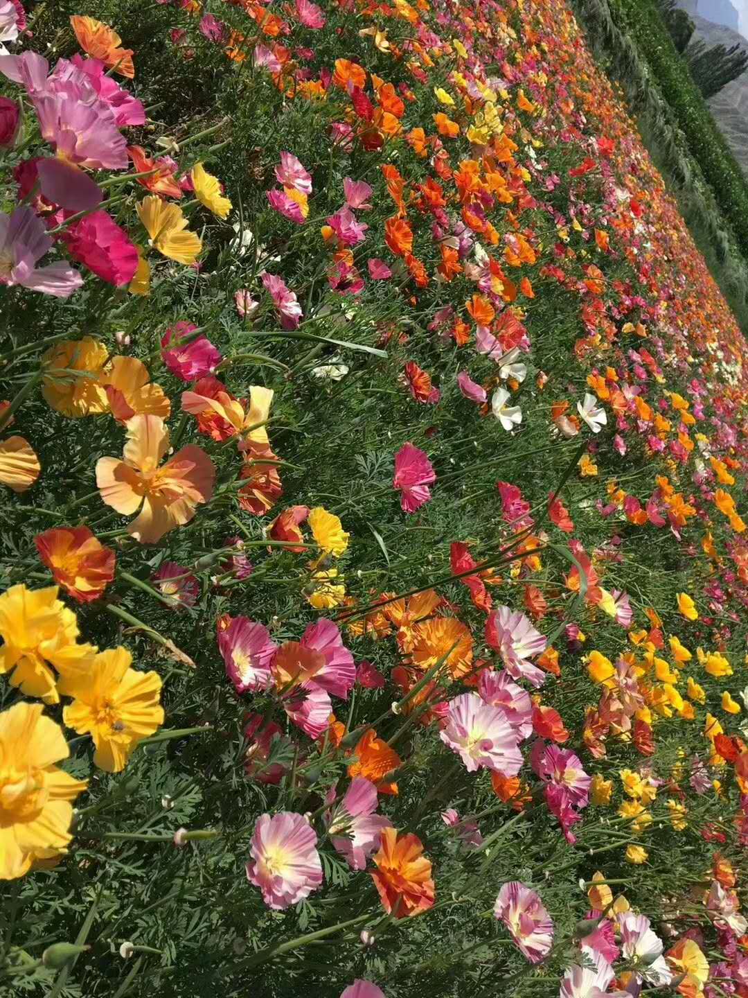 庭院版野花组合种子品种介绍