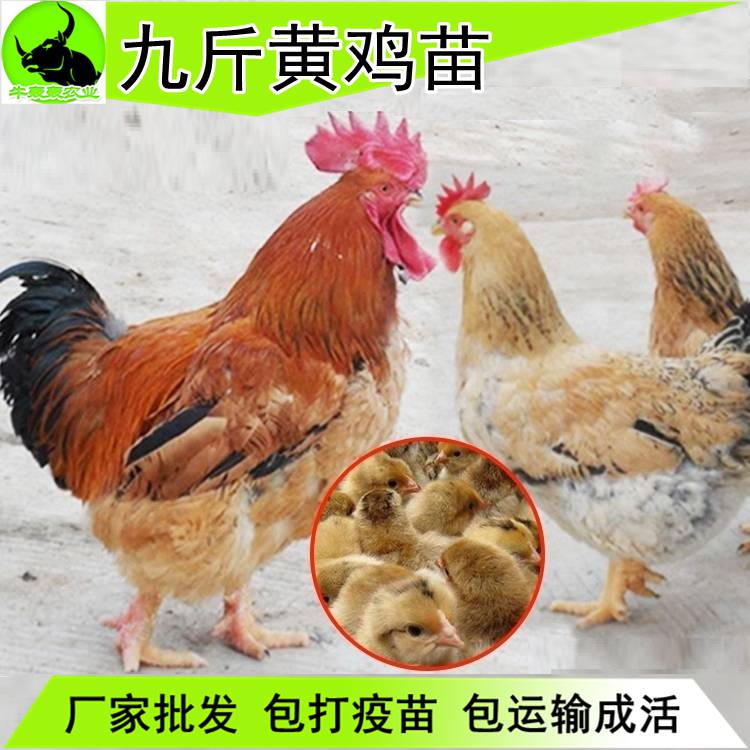 2020年今日贵州遵义鸡苗市场养殖技术指导服务
