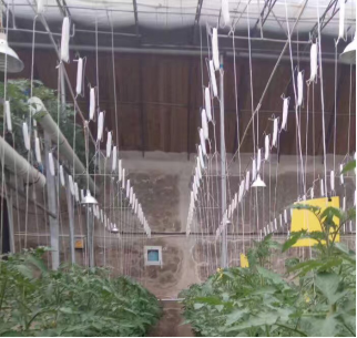 西红柿挂钩荷兰温室番茄种植用吊线挂钩