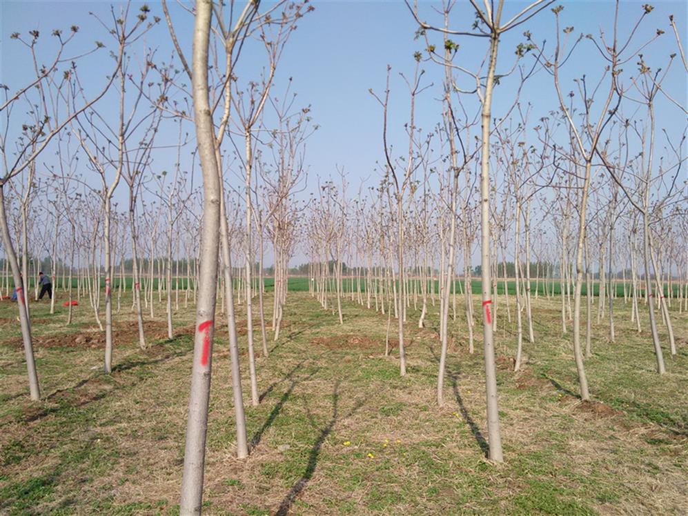 三门峡12公分千头椿图片