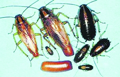钦州公司如何灭蟑螂的药 上门服务 安全有效