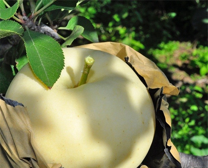 购买矮化中间砧木苹果苗、矮化中间砧木苹果苗供货商