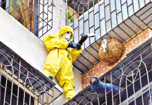 广州专业灭马蜂安全除蜂巢公司价格优惠合理