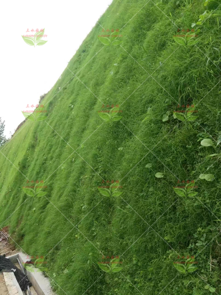 广州边坡绿化草籽多少钱一斤