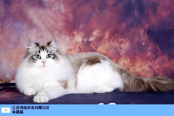 上海布偶猫舍 值得信赖 江苏淘宠科技供应